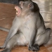 monkey_macaque_balinese_mf_ubud_v_1098_bal4816.jpg